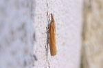 Zünsler, Agriphila tristella