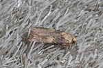 Schmalflügelige Erdeule, Agrotis puta