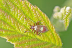 Gelbgefleckte Weichwanze, Larve, Closterotomus fulvomaculatus