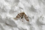Schmetterlingsmücke, Pneumia sp.