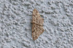 Rauten-Rindenspanner, Peribatodes rhomboidaria