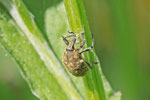 Kratzdistelrüssler, Larinus turbinatus