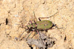 Feld-Sandlaufkäfer, Cicindela campestris