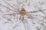 Schneider, Dicranopalpus ramosus