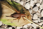 Gemeine Strauchschrecke, weibl., Pholidoptera griseoaptera