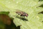 Blumenfliege, männl., Anthomyiidae sp.
