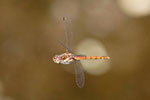 Große Heidelibelle, männl., Sympetrum striolatum