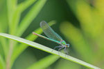 Gebänderte Prachtlibelle, weibl., Calopteryx splendens