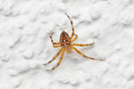Gartenkreuzspinne, Araneus diadematus