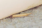 Zünsler, Crambus pascuella