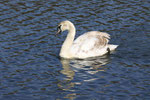 Jungschwan