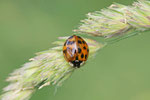 Asiatischer Marienkäfer, Harmonia axyridis
