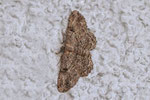 Rauten-Rindenspanner, Peribatodes rhomboidaria