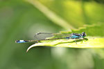 Grosse Pechlibelle, Ischnura elegans