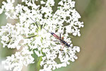 Schlupfwespe, weibl., Lissonata sp.