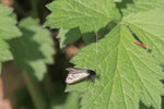 Langhornmotte, männl., Adela reaumurella
