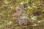 Große Königslibelle, weibl., Anax imperator