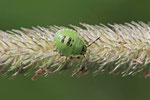 Grüne Stinkwanze, Larve, Palomena sp.