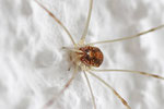 Apenninenkanker, Opilio canestrinii