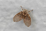Weisspunktierte Schmetterlingsmücke, Clogmia albipunctata