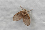 Weisspunktierte Schmetterlingsmücke, Clogmia albipunctata