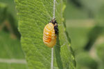 Asiatischer Marienkäfer, Puppe, Harmonia axyridis