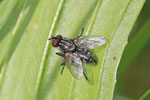 Graue Fleischfliege, Sarcophaga sp.