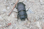 Balkenschröter, Dorcus parallelopipedes