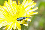 Scheinbockkäfer, Ischnomera sp.