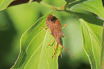 Lederwanze, Gonocerus acuteangulatus