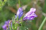Gewöhnlicher Natternkopf, Echium vulgare