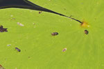 Seerosen-Blattkäfer, Galerucella nymphaeae