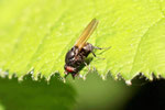 Faulfliege, Minettia longipennis