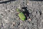 Feld-Sandlaufkäfer, Cicindela campestris