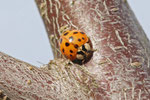 Asiatischer Marienkäfer, Harmonia axyridis