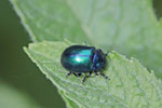 Blattkäfer, Chrysolina coerulans