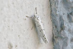 Gespinstmotte, Yponomeuta sp.