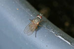 Echte Fliege, Coenosia sp.