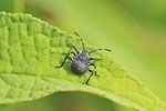 Marmorierte Baumwanze, Larve, Halyomorpha halys