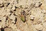 Feld-Sandlaufkäfer, Cicindela campestris
