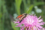 Widderchen, Zygaena purpuralis/minos