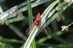 Feuerlibelle, männl., Crocothemis erythraea