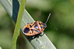 Schwarzrückige Gemüsewanze, Eurydema ornata