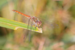 Große Heidelibelle, männl., Sympetrum striolatum