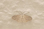 Grauer Zwergspanner, Idaea seriata