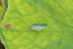 Grüne Zwergzikade, Cicadella viridis