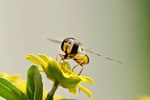 Hainschwebfliege, weibl., Episyrphus balteatus