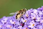 Kleine Keilfleckschwebfliege, Eristalis arbustorum