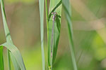 Hufeisen-Azurjungfer, Coenagrion puella