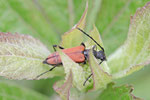 Bockkäfer, Anastrangalia sp.